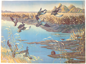 Roger Preuss geese ducks